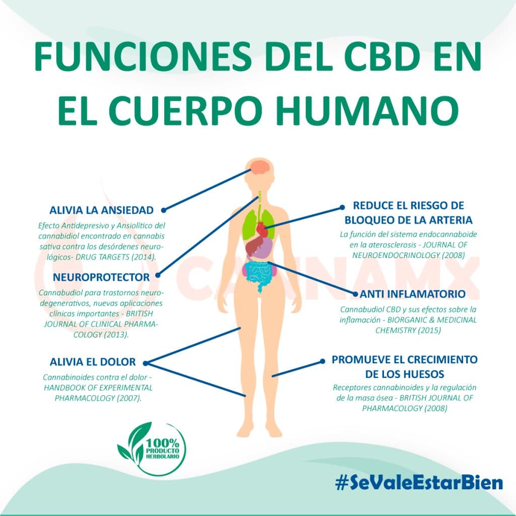 cannamx.online Nº 4 CBD: el efecto en las arterias