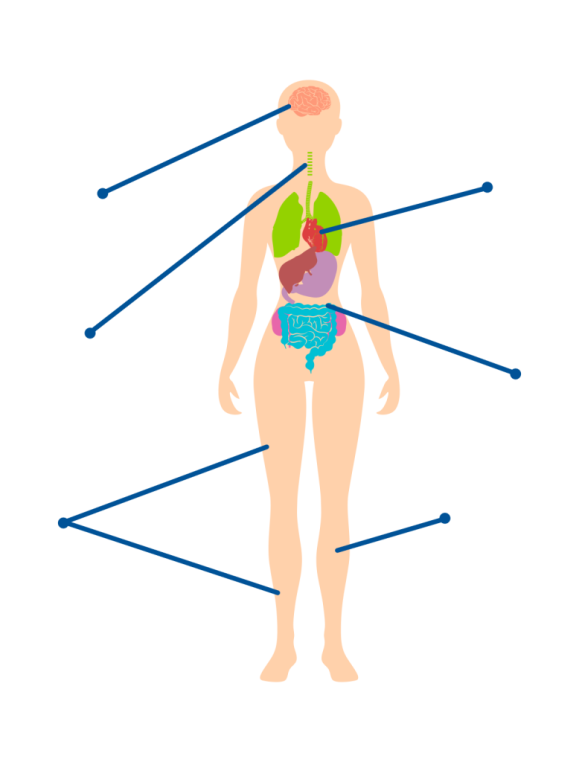 Beneficios en Cuerpo Humano CBD