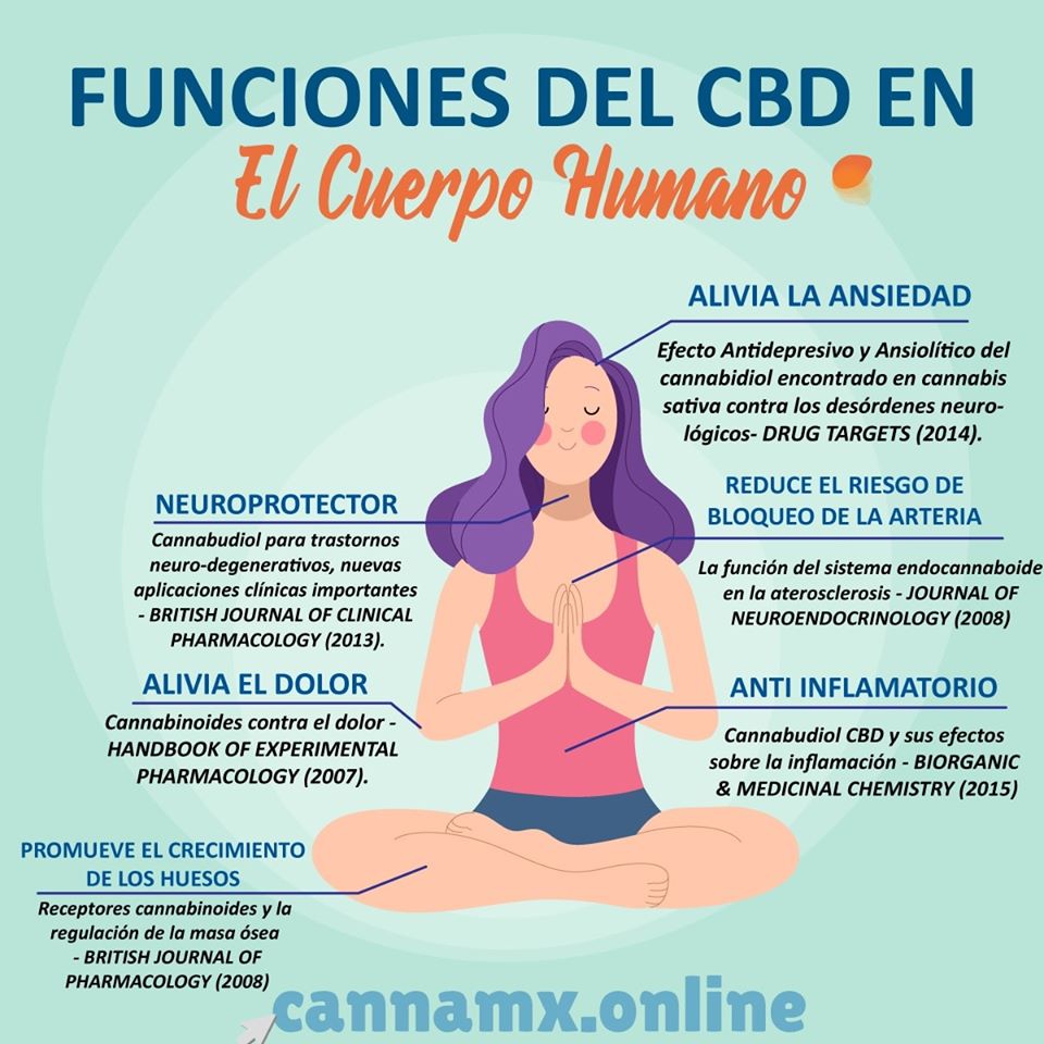 cannamx.online Nº 2 CBD: el efecto en las arterias