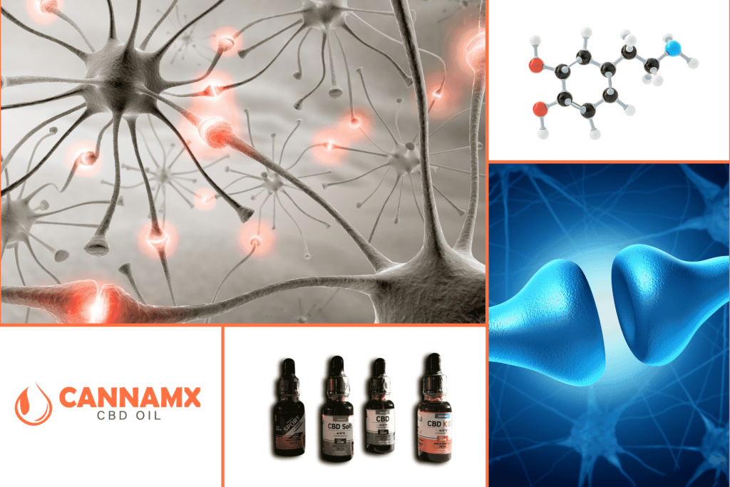 cannamx.online CBD y la Hipertensión: el papel de los receptores endocannabinoides