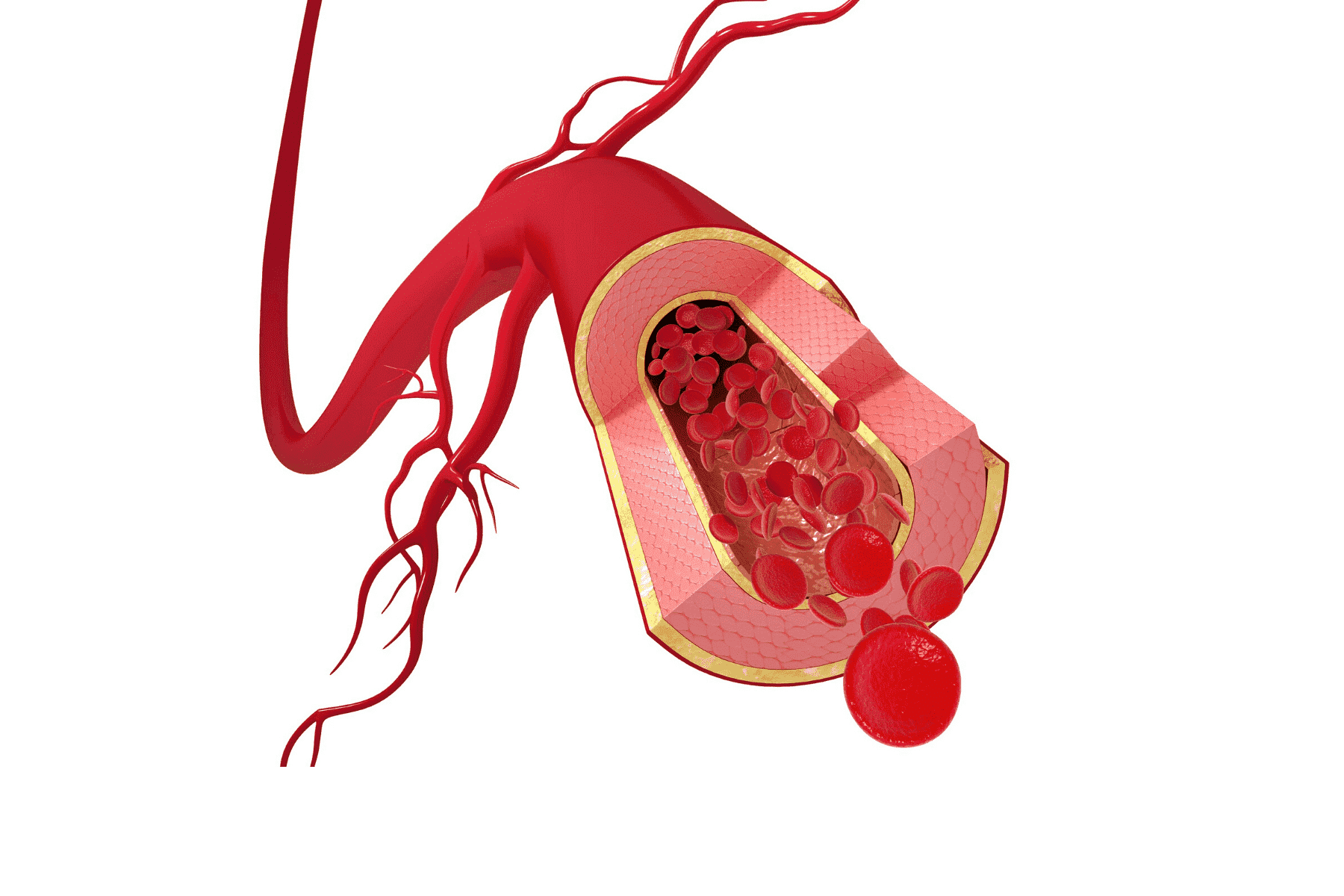 Nº 3 CBD: el efecto en las arterias