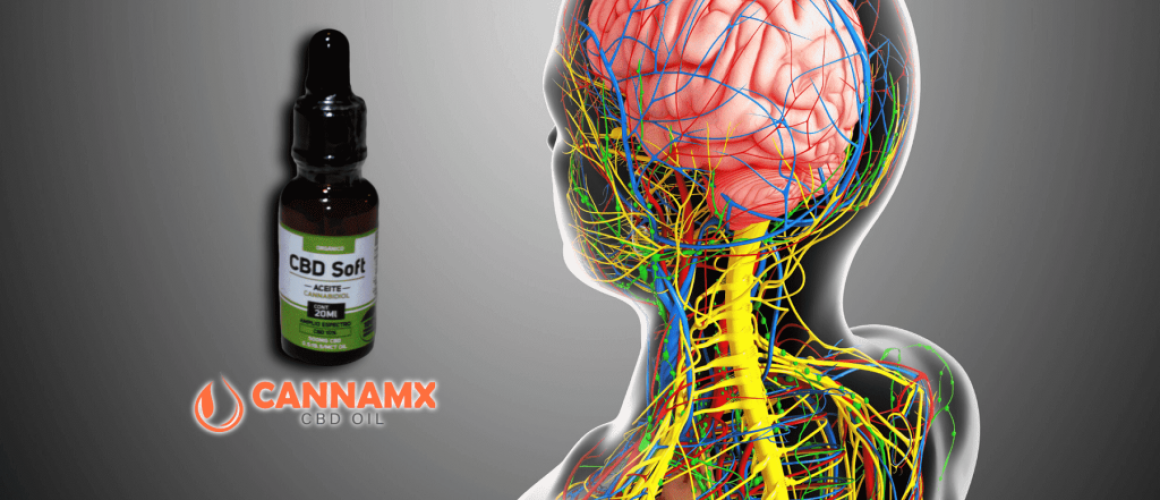 El CBD: ¿Cómo actúa en el sistema nervioso central y periférico?