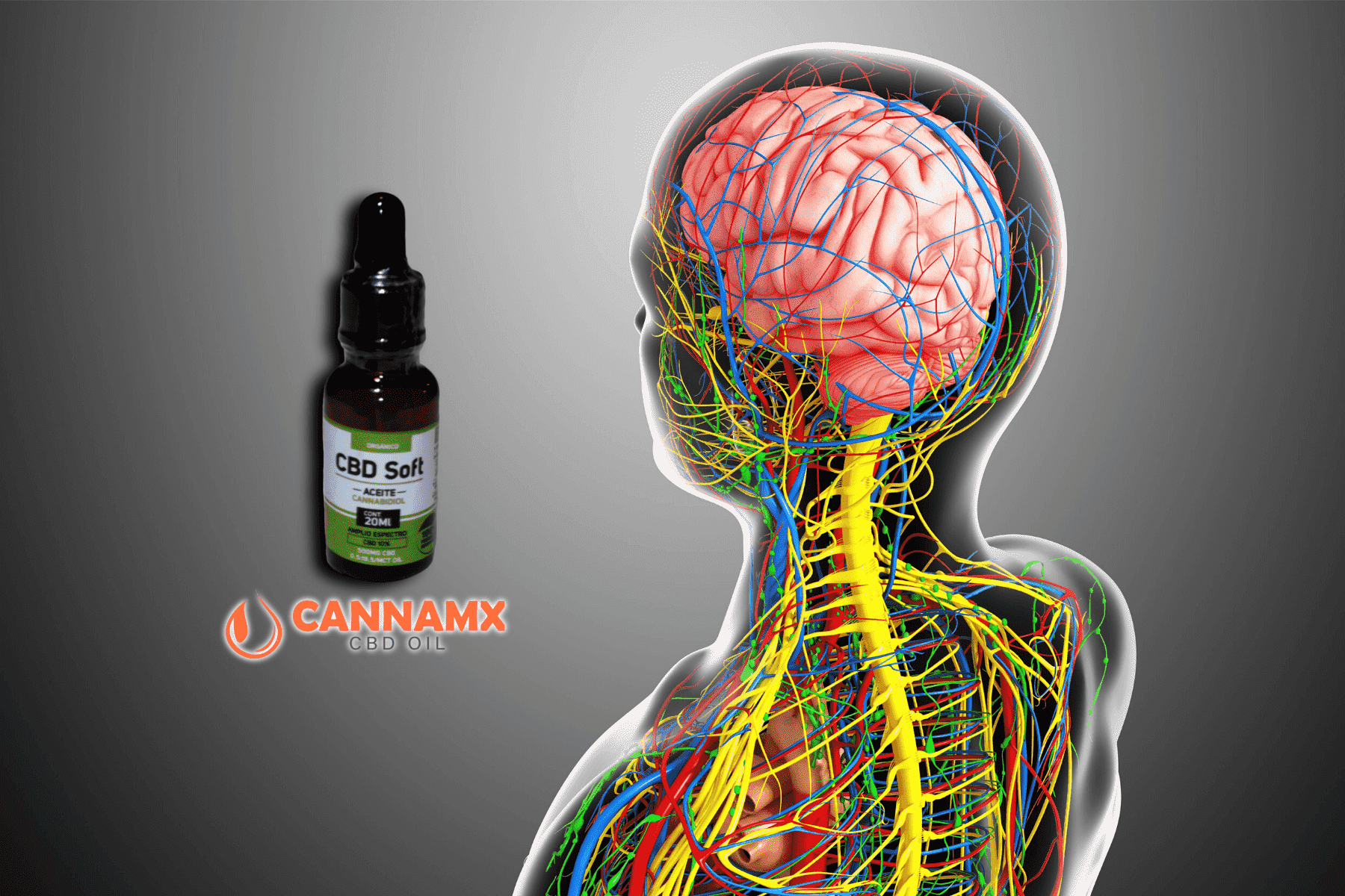 El CBD: ¿Cómo actúa en el sistema nervioso central y periférico?